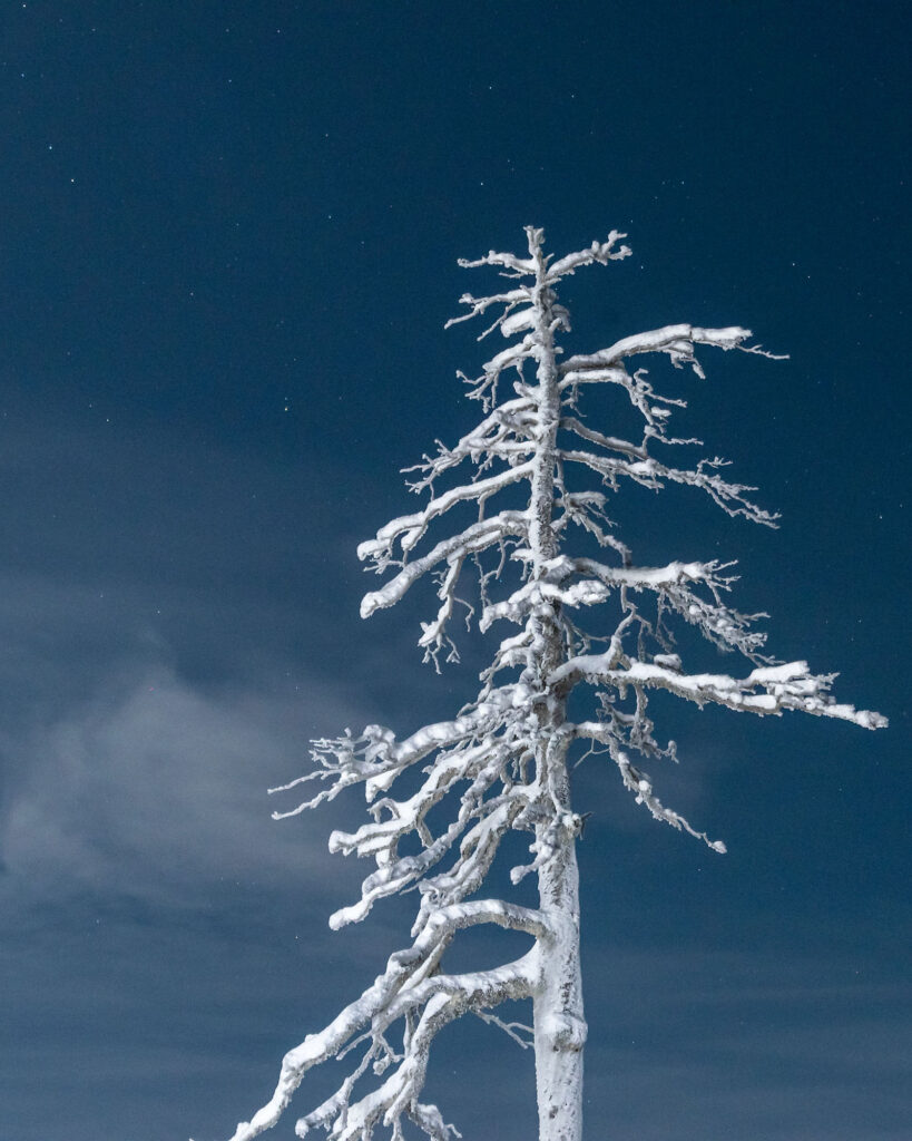 Snow-covered tree standing alone under night sky in Finland