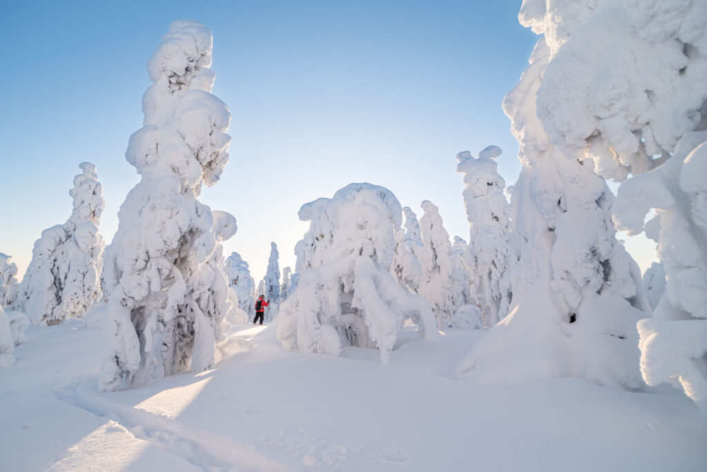 Snow-covered trees with a person walking on a winter trail in Finnish forest
